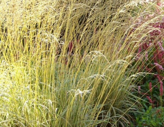 Pfeifengras ´Variegata´ 2l