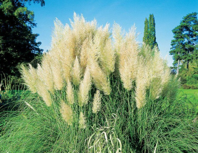 Pampasgras – Cortaderia ‚Pumila‘
