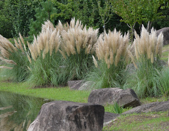 Pampasgras – Cortaderia ‚Pumila‘