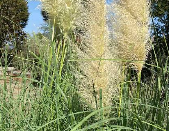 Pampasgras – Cortaderia ‚Pumila‘