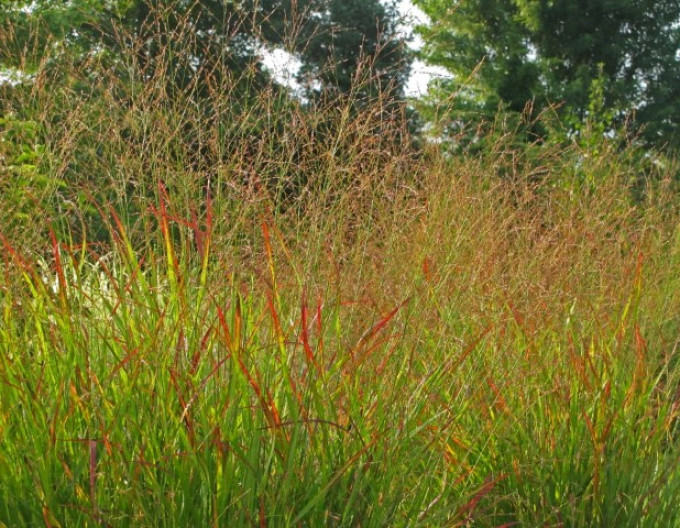 Rutenhirse ‚Rotstrahlbusch‘ 9x9