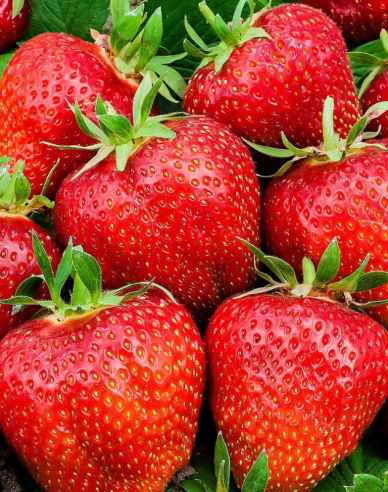 Erdbeere Ostara  immertragende