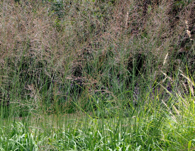 Pfeifengras „Transparent“
