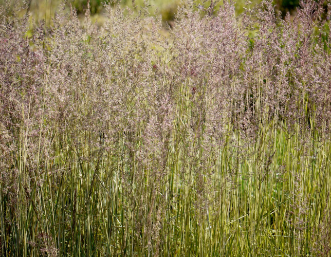 Garten-Reitgras  Avalanche  9x9