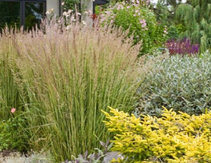 Garten-Reitgras  Avalanche  9x9