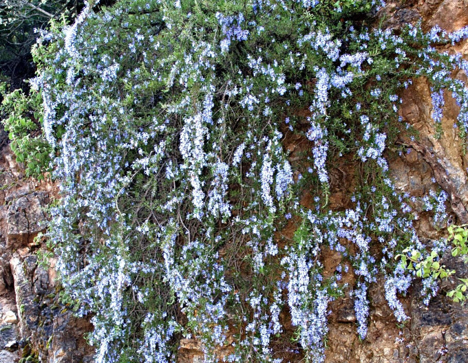 Echter Rosmarin „Corsican Blue“