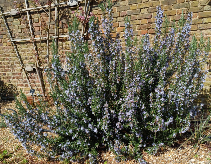 Echter Rosmarin „Corsican Blue“