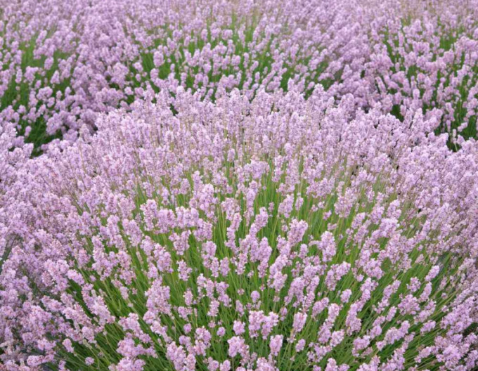 Lavendel ‚Rosea‘ 9x9