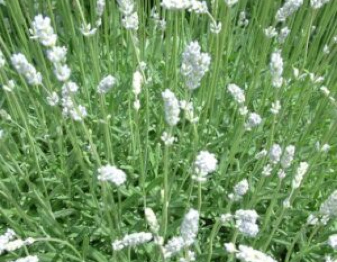 Lavendel ‚Alba‘