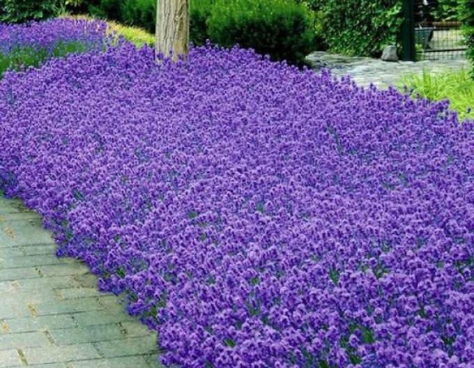 Schmalblättriger Lavendel