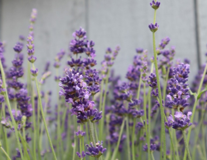 Schmalblättriger Lavendel