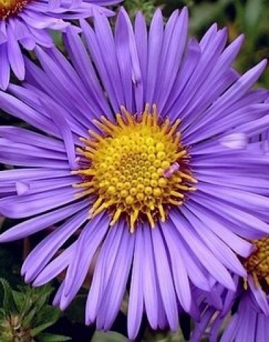 Astra novi-belgii Magic Purple