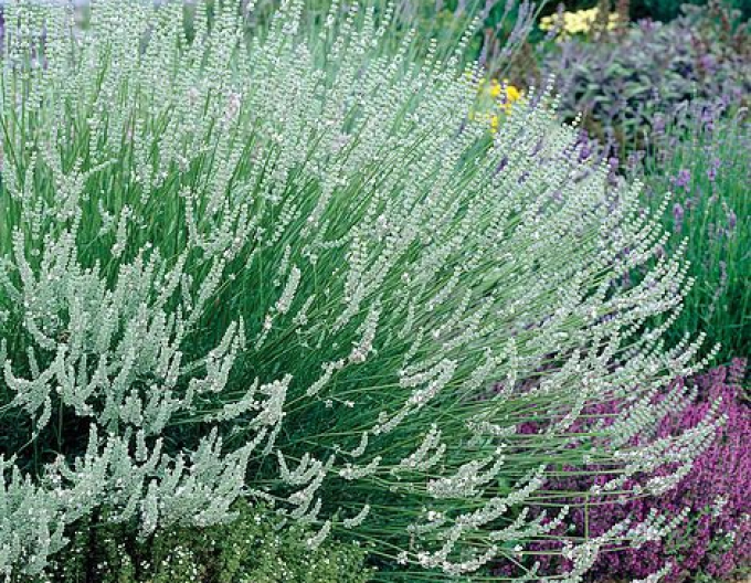 Lavendel Edelweiß