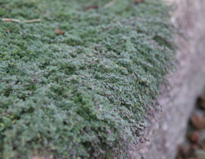 Thymian Pseudolanuginosus
