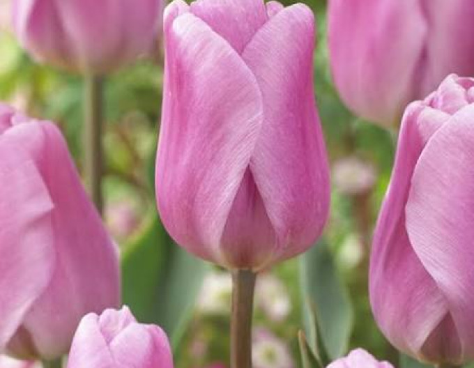 Tulpe „Triumph ‚Synaeda Amor‘“