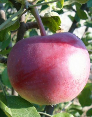 Apfelbaum Vista Bella auf M9, wurzelnackt