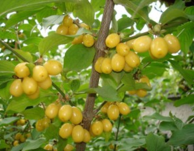 Gewöhnlicher Kornelkirschbaum „Jantarnyj“, wurzelnackt