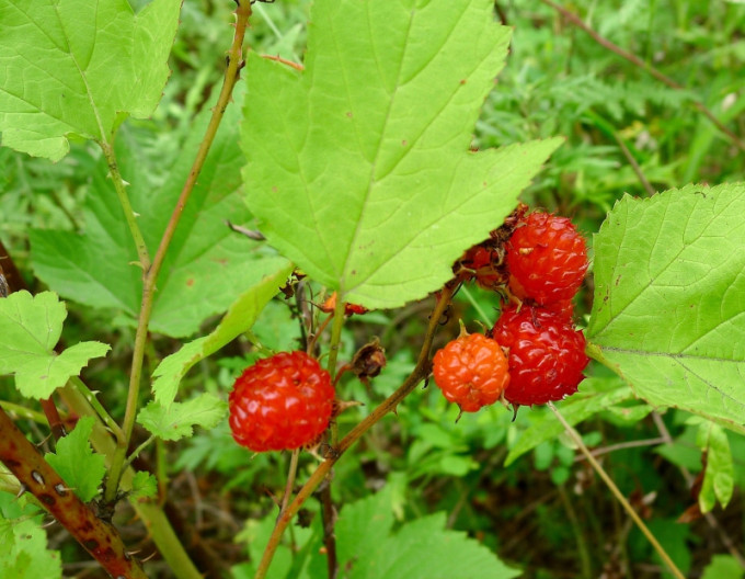 Brombeere Hara