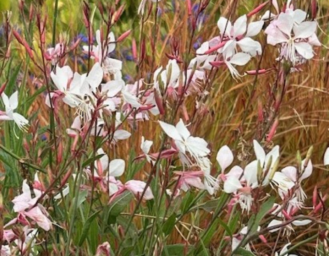 Gaura ´Whirling Butterflies