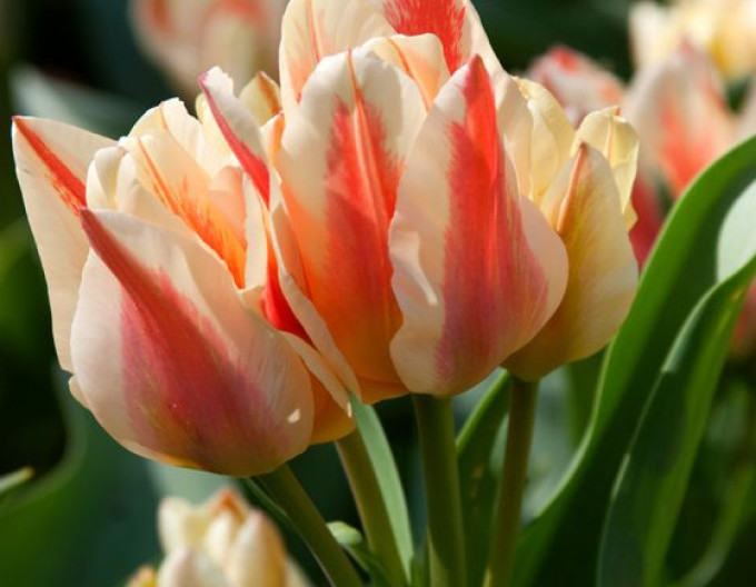 Greigi-Tulpe ‚Quebec‘