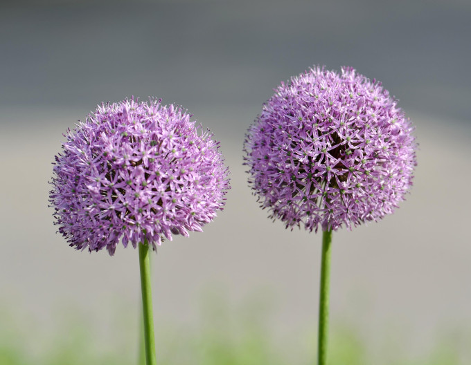 Zierknoblauch „Lucky Balloons“ 1 Stück