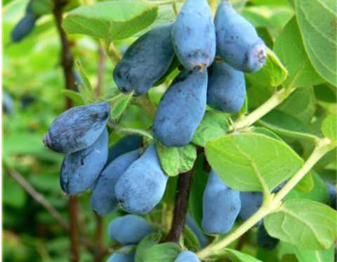 Sibirische Blaubeere Wojtek