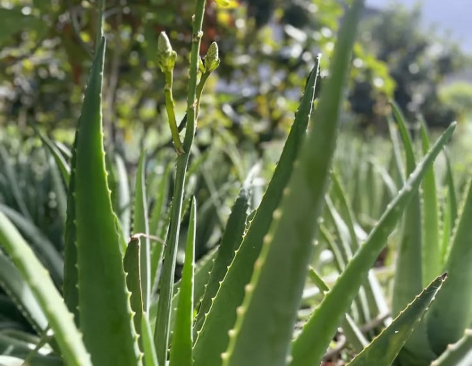 Aloe Vera