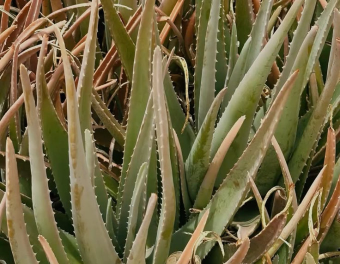 Aloe Vera