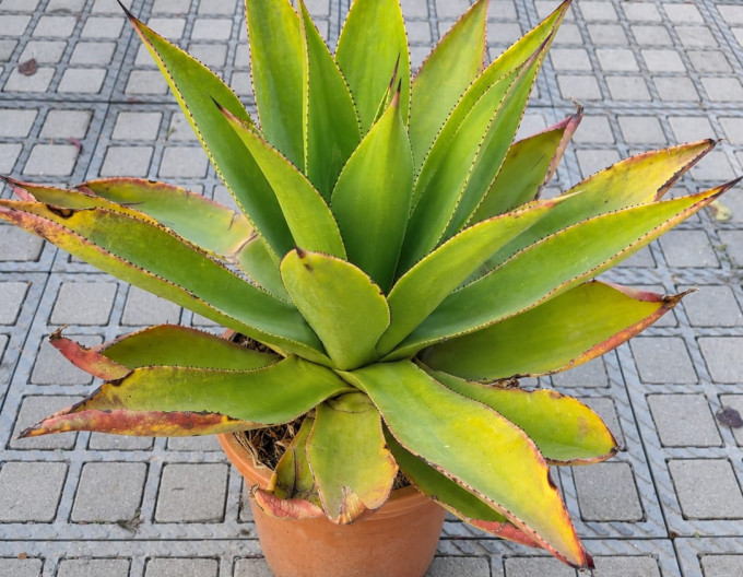Agave Attenuata