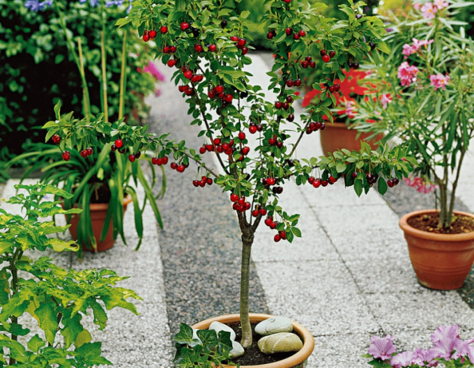Zwergkirsche Garden Bing
