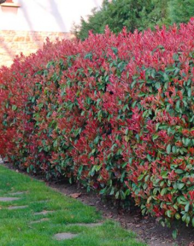 Glanzmispel Little Red Robin