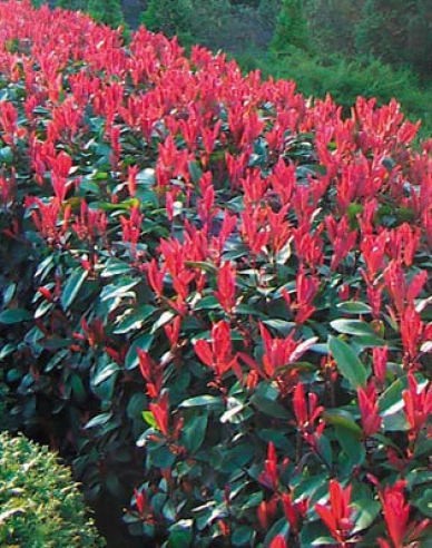 Glanzmispel Little Red Robin