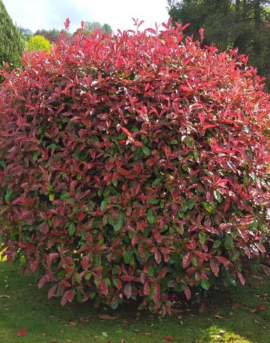 Glanzmispel Little Red Robin