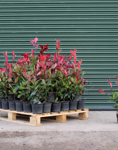 Glanzmispel Red Robin 3l