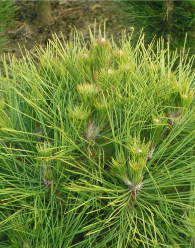 Schwarzkiefer  Spielberg