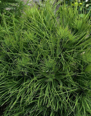 Schwarzkiefer  Spielberg