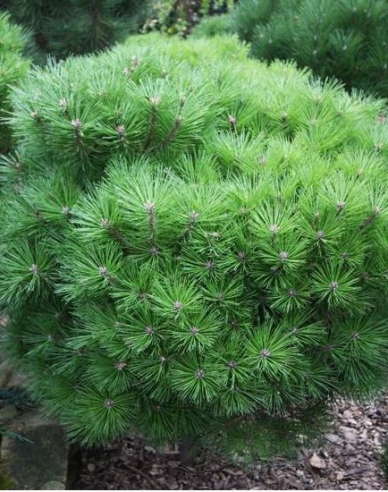 Schwarzkiefer "Bambino" auf einem Pflock