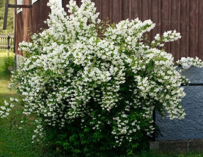 Philadelphus