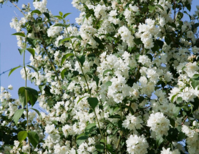 Philadelphus