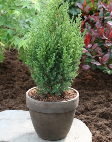 Chinesischer Wacholder Stricta