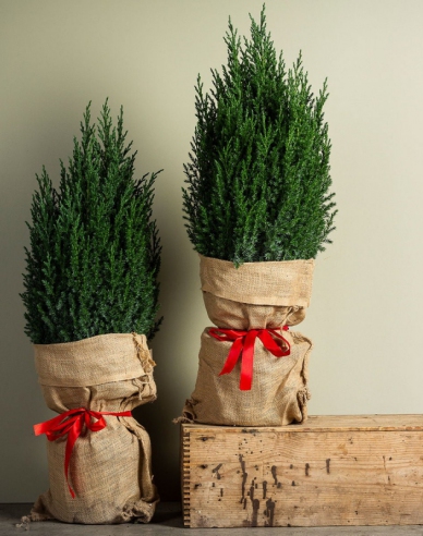 Chinesischer Wacholder Stricta