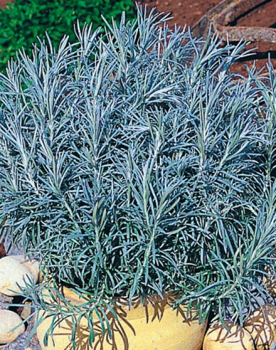 Currykraut (Italienische Strohblume)