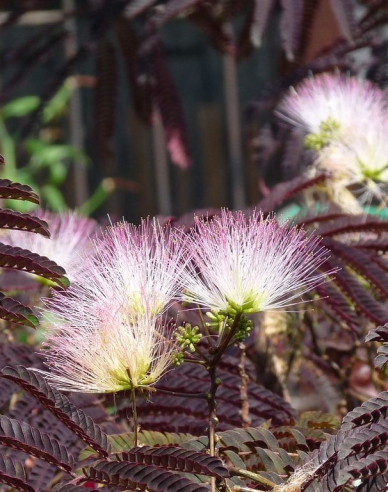 Albizia rosa Summer Chocolate 125 - 150cm