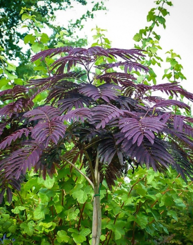 Albizia rosa Summer Chocolate 125 - 150cm