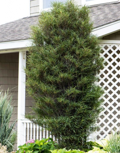 Schmalblättriger Faulbaum Fine Line 100 - 125cm