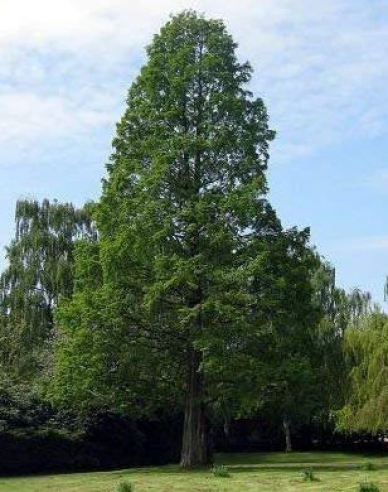 Chinesische Metasequoia