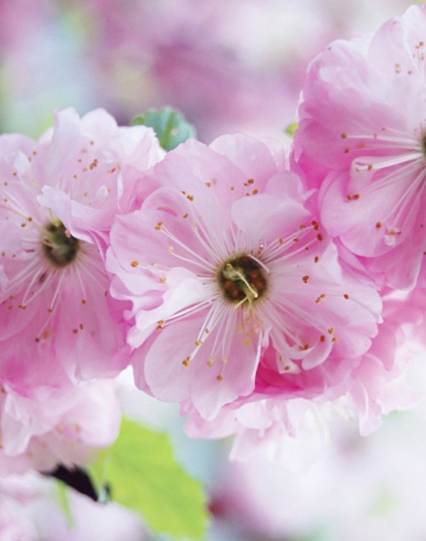 Dreiblättrige Mandel