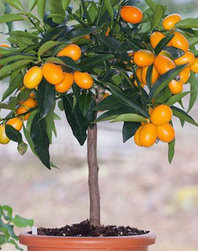 Zitronenbaum Kumquat