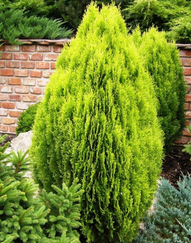 Lebensbaum Aurea Nana