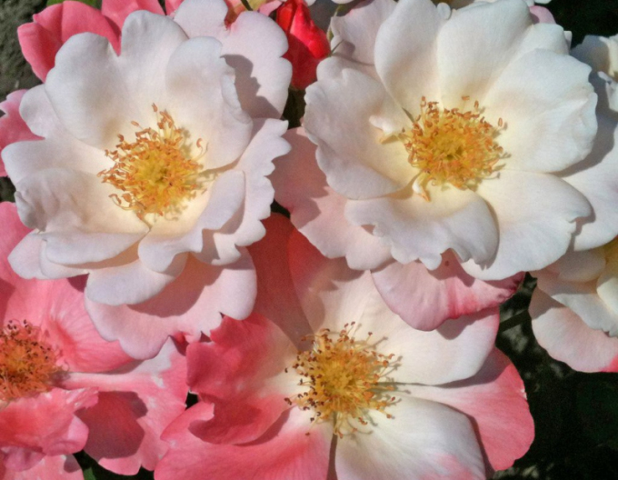 Rose Roseromantic